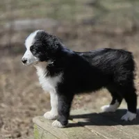 Julian akc registered champion bloodlines , a male Australian Shepherd for sale in Greenville, OH – Photo 1 of 8