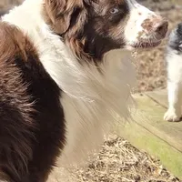 Julian akc registered champion bloodlines , a male Australian Shepherd for sale in Greenville, OH – Photo 3 of 8