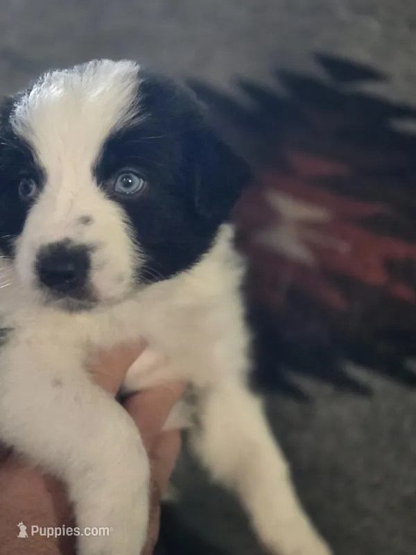 Trevor, a male Australian Shepherd for sale in Greenville, OH – Photo 1 of 1