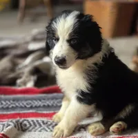 Trevor, a male Australian Shepherd for sale in Greenville, OH – 5 of 7