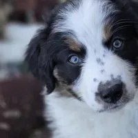 Trevor, a male Australian Shepherd for sale in Greenville, OH – 4 of 7