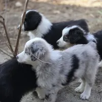 Trevor, a male Australian Shepherd for sale in Greenville, OH – 7 of 7