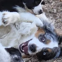 Trevor, a male Australian Shepherd for sale in Greenville, OH – 3 of 7