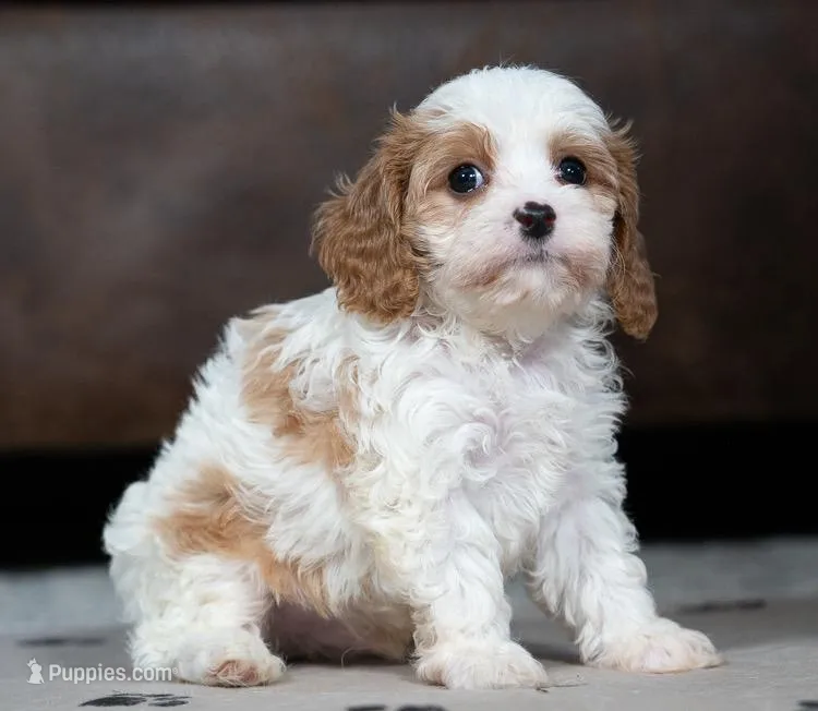 Joey, a male Cavapoo for sale in Baltic, OH – Photo 1 of 3