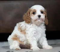 Joey, a male Cavapoo for sale in Baltic, OH – Photo 1 of 3