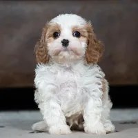 Joey, a male Cavapoo for sale in Baltic, OH – Photo 3 of 3