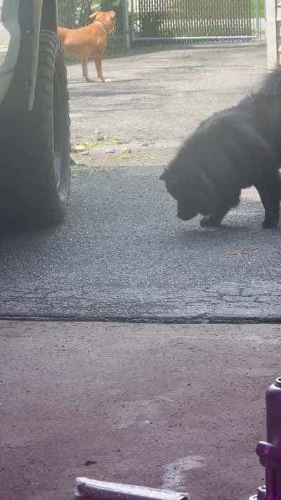Blue, a male Chow Chow for sale in Buffalo, NY – 1 of 2