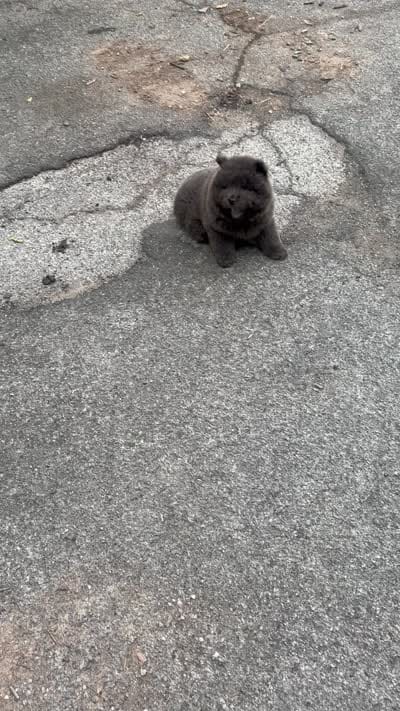 Blue, a male Chow Chow for sale in Buffalo, NY – 2 of 2