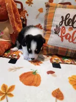 Candy , a male Siberian Husky for sale in Escanaba, MI – 2 of 2