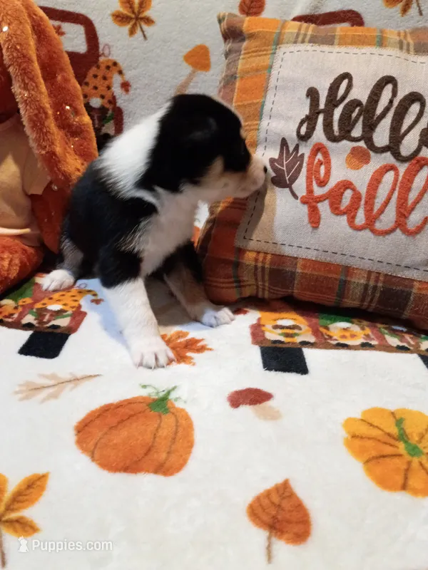 Candy  – Siberian Husky puppy for sale in Escanaba, MI