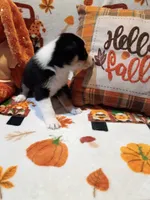 Candy , a male Siberian Husky for sale in Escanaba, MI – 1 of 2