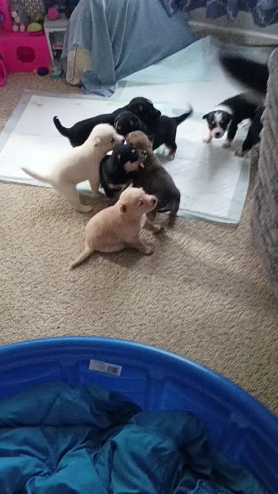 Bandy, a female Siberian Husky for sale in Escanaba, MI – 4 of 4