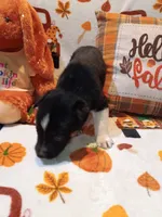 Spider , a male Siberian Husky for sale in Escanaba, MI – 2 of 2
