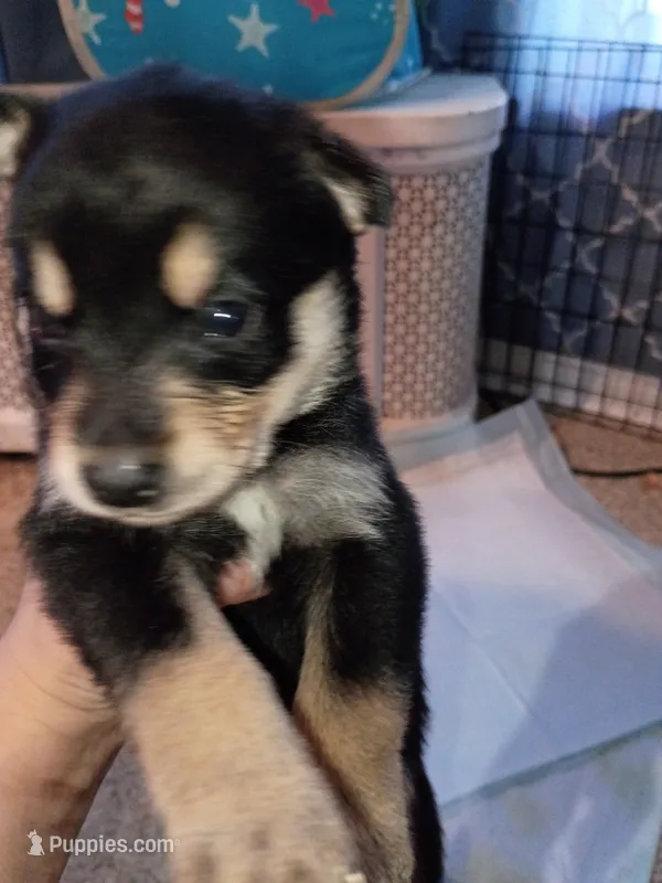 Bat – Siberian Husky puppy for sale in Escanaba, MI