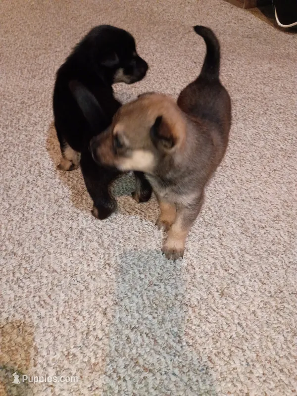 Bandy – Siberian Husky puppy for sale in Escanaba, MI