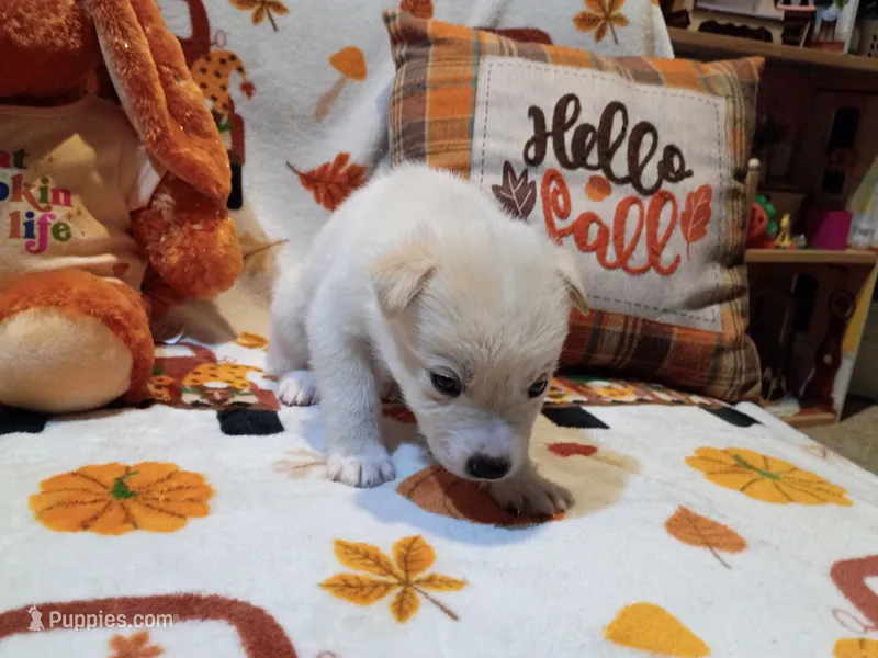 Ghost – Siberian Husky puppy for sale in Escanaba, MI