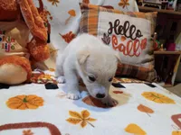 Ghost, a male Siberian Husky for sale in Escanaba, MI – 1 of 3