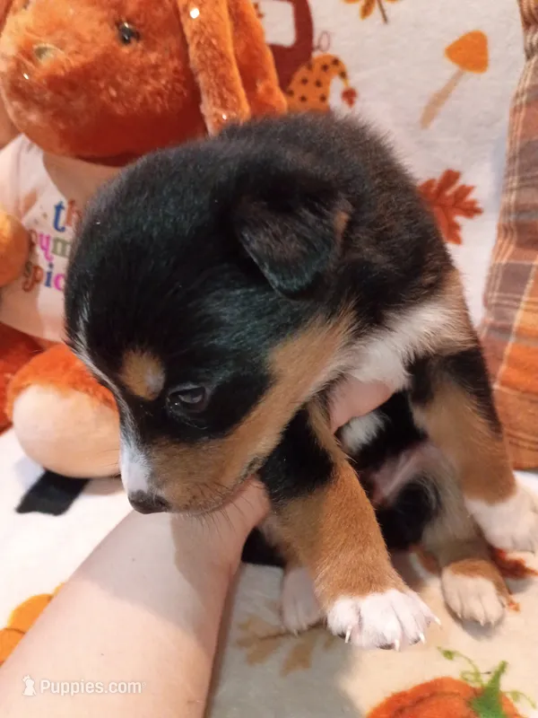 Trick – Siberian Husky puppy for sale in Escanaba, MI