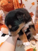 Trick, a male Siberian Husky for sale in Escanaba, MI – 1 of 1