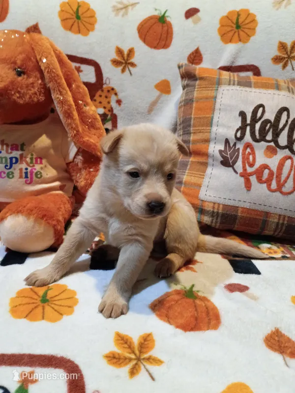 Spook – Siberian Husky puppy for sale in Escanaba, MI