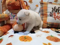 Ghost, a male Siberian Husky for sale in Escanaba, MI – 3 of 3