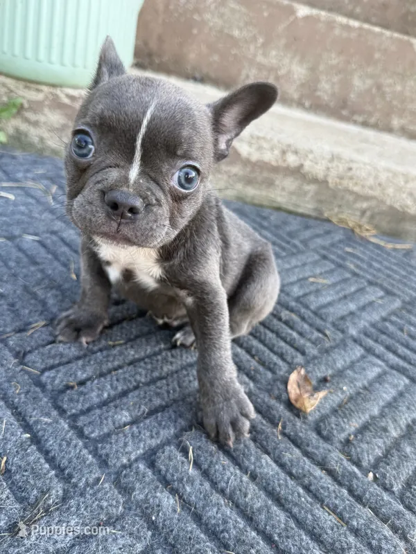 AKC Remi  – French Bulldog puppy for sale in Gadsden, AL