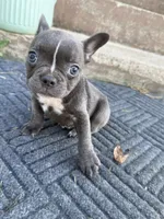 AKC Remi , a female French Bulldog for sale in Gadsden, AL – 1 of 5