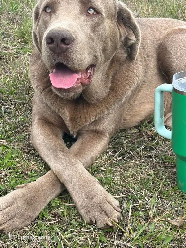 Copper, a male Labrador Retriever for sale in Gadsden, AL – 1 of 4