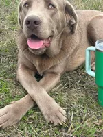 Copper, a male Labrador Retriever for sale in Gadsden, AL – 1 of 4