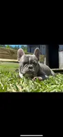 AKC Remi , a female French Bulldog for sale in Gadsden, AL – 4 of 5