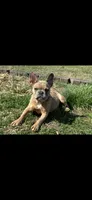 AKC Remi , a female French Bulldog for sale in Gadsden, AL – 5 of 5