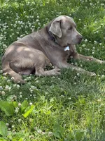 Copper, a male Labrador Retriever for sale in Gadsden, AL – 2 of 4