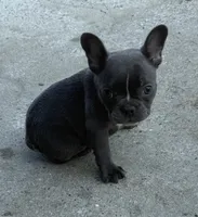 AKC Remi , a female French Bulldog for sale in Gadsden, AL – 2 of 5