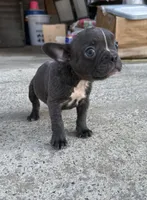 AKC Remi , a female French Bulldog for sale in Gadsden, AL – 3 of 5