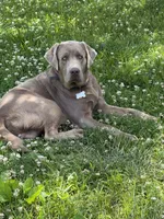 Copper, a male Labrador Retriever for sale in Gadsden, AL – 4 of 4