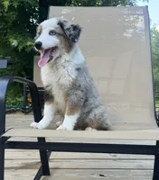 Patch, a male Miniature Australian Shepherd for sale in Bokoshe, OK – 2 of 10
