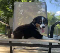 Ben, a male Miniature Australian Shepherd for sale in Bokoshe, OK – 2 of 10