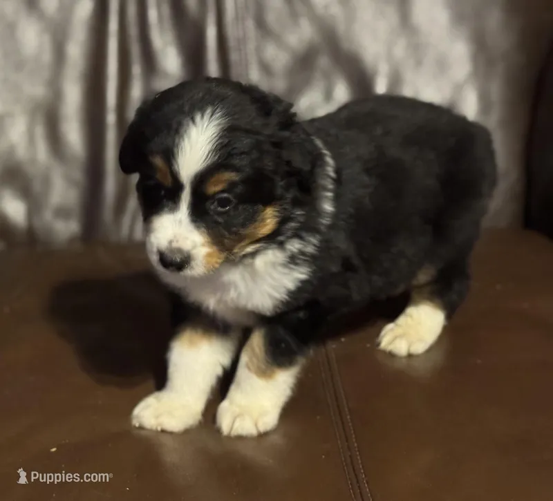Ben – Miniature Australian Shepherd puppy for sale in Bokoshe, OK