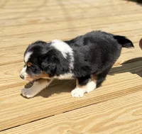 Ben, a male Miniature Australian Shepherd for sale in Bokoshe, OK – Photo 4 of 9