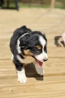 Ben, a male Miniature Australian Shepherd for sale in Bokoshe, OK – Photo 3 of 9