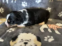 Ben, a male Miniature Australian Shepherd for sale in Bokoshe, OK – Photo 4 of 6