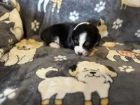 Ben, a male Miniature Australian Shepherd for sale in Bokoshe, OK – Photo 2 of 6