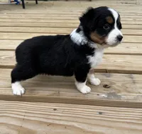 Ben, a male Miniature Australian Shepherd for sale in Bokoshe, OK – Photo 6 of 9