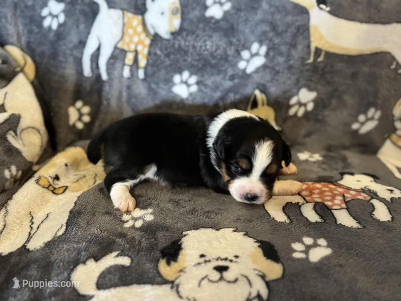 Ben – Miniature Australian Shepherd puppy for sale in Bokoshe, OK