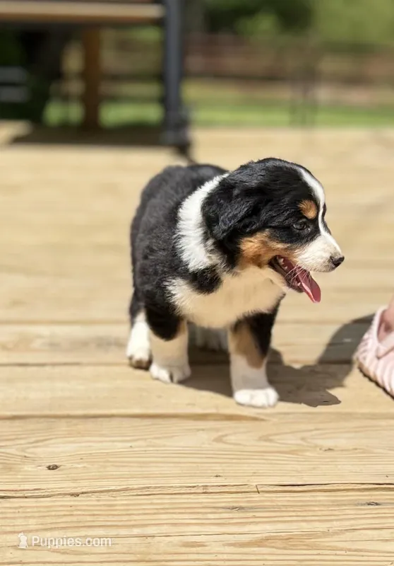 Ben – Miniature Australian Shepherd puppy for sale in Bokoshe, OK