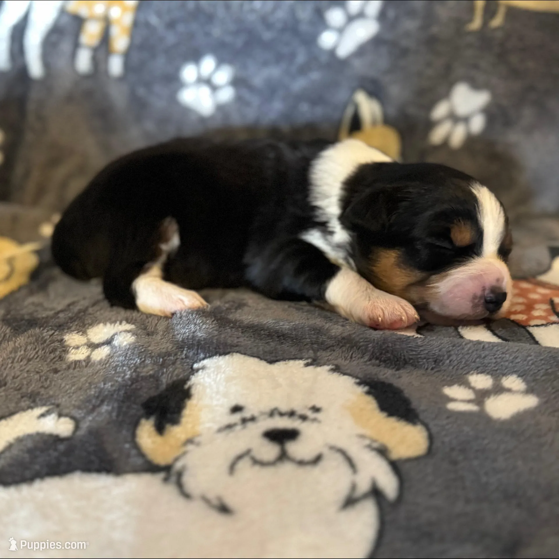 Ben, a male Miniature Australian Shepherd for sale in Bokoshe, OK – Photo 3 of 6