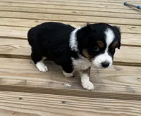 Ben, a male Miniature Australian Shepherd for sale in Bokoshe, OK – Photo 7 of 9