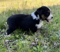 Ben, a male Miniature Australian Shepherd for sale in Bokoshe, OK – Photo 8 of 9