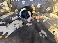 Ben, a male Miniature Australian Shepherd for sale in Bokoshe, OK – Photo 5 of 6