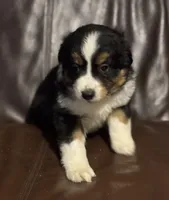 Ben, a male Miniature Australian Shepherd for sale in Bokoshe, OK – Photo 5 of 9